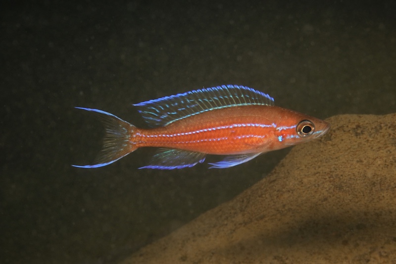 Paracyprichromis nigripinnis 'Chituta Bay'